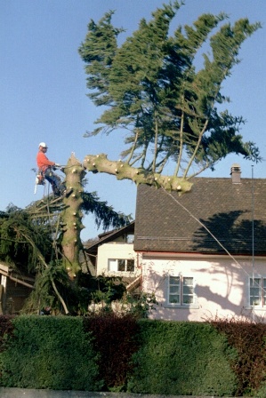 baum stücken 2